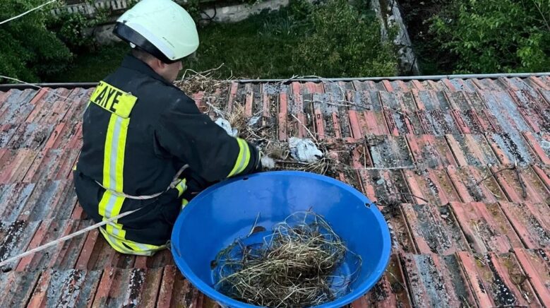 catida mahsur kalan yavru leylekler itfaiye tarafindan kurtarildi 7FUFXLJR