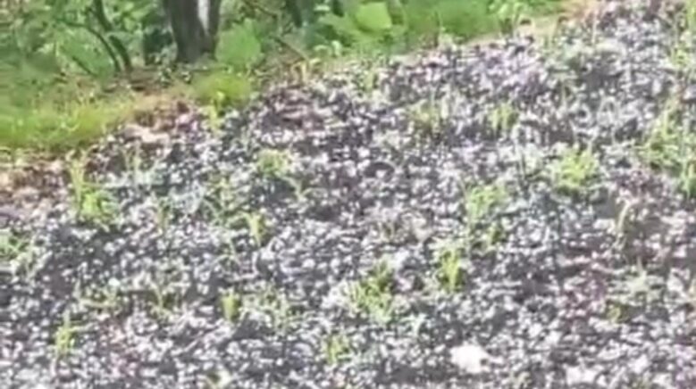 cay ureticilerine dolu surprizi D56Tneea