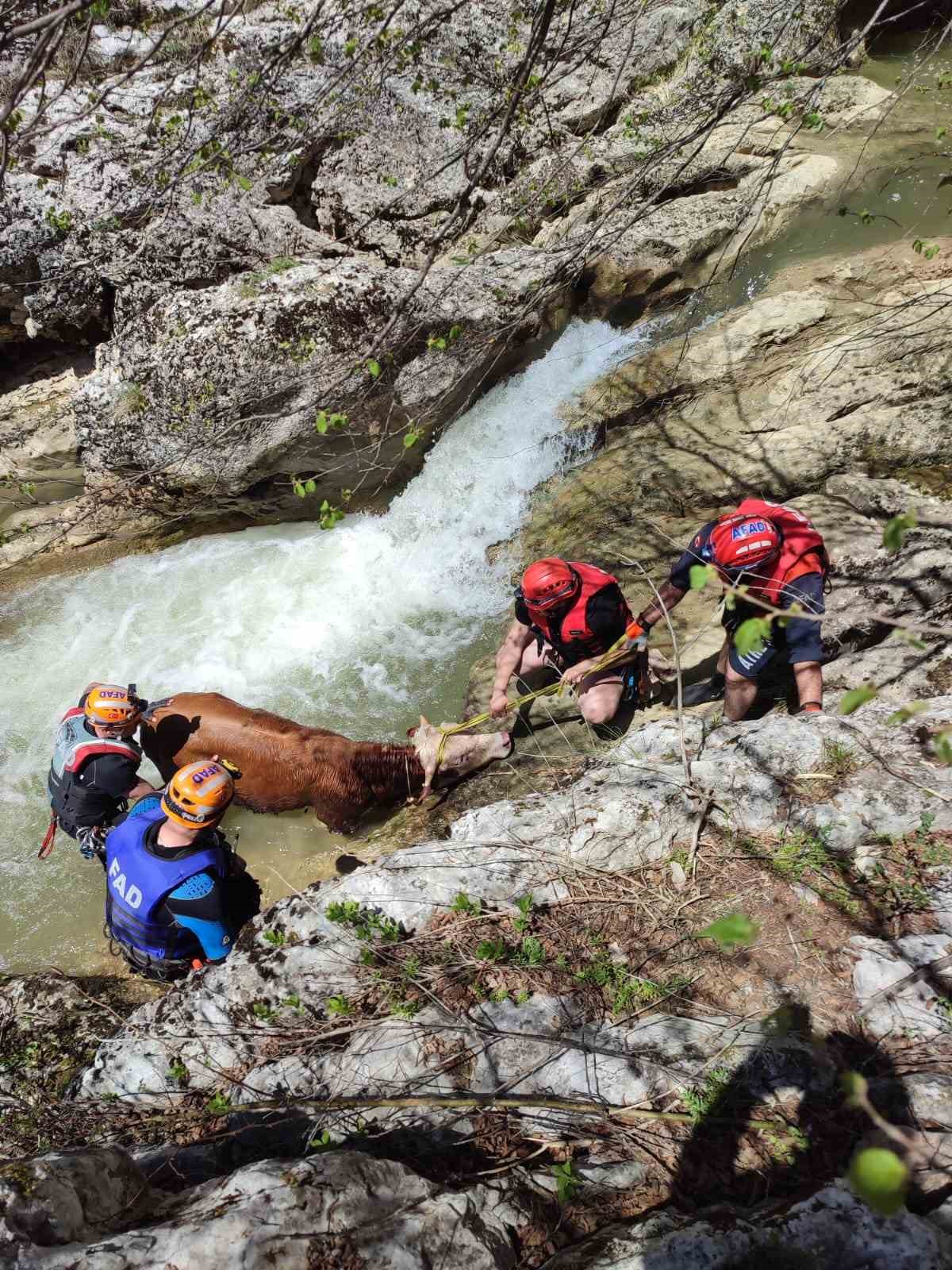 derede mahsur kalan dana afad ekiplerince kurtarildi NryJz5qt