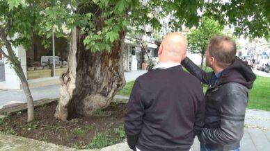 dis kabugunun ustunde duran asirlik cinar agaci gorenleri saskina ceviriyor wPjQiafF
