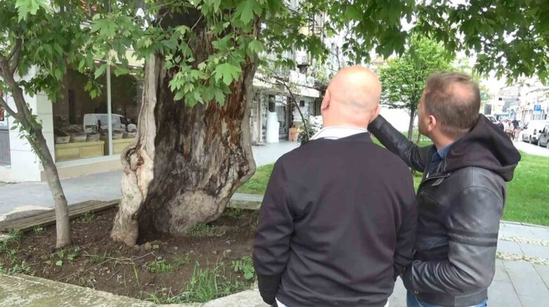 dis kabugunun ustunde duran asirlik cinar agaci gorenleri saskina ceviriyor wPjQiafF