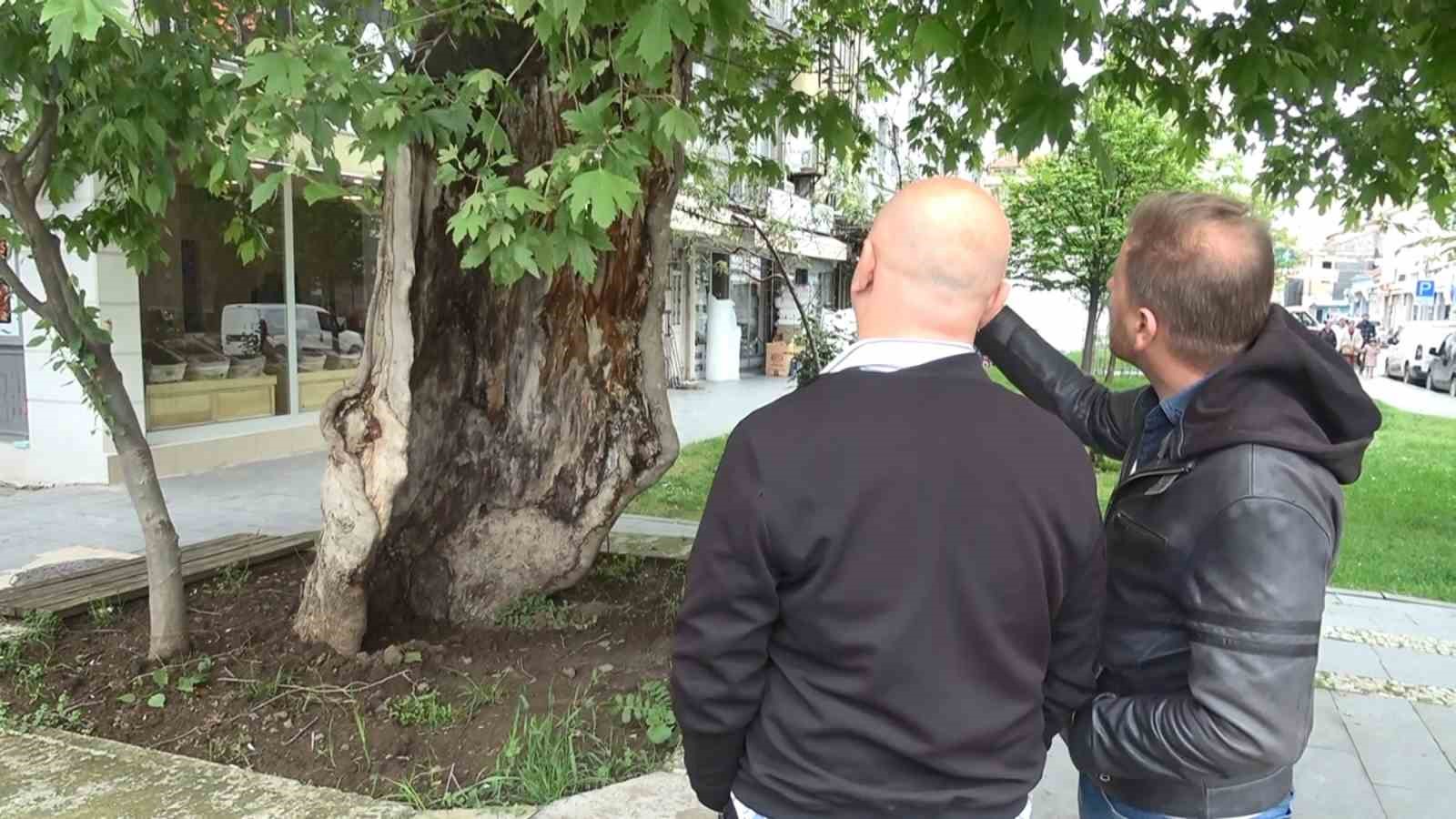 dis kabugunun ustunde duran asirlik cinar agaci gorenleri saskina ceviriyor wPjQiafF