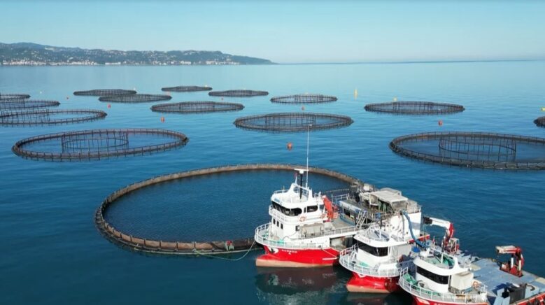 dogu karadenizde somon hasadi basladi I4jrNHWD