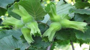 duzcede ab ulkelerine 11 bin 71 ton gonderildi YmmxOVbi