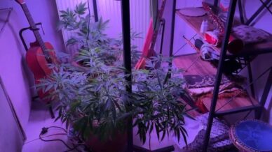 evin icinde kenevir serasi ele gecirildi shFI7sfX