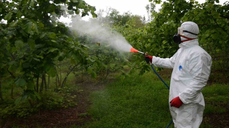 findikta kulleme hastaligina karsi mucadele basladi rSZhVHRE
