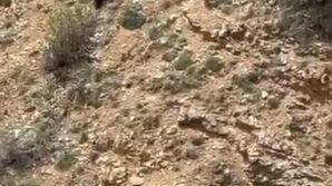 gumushanede annesini kaybeden yavru ayi bagirarak annesini aradi 8nLZavLI