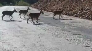 gumushanede vasak ve dag kecileri yollara indi CFkOdxag