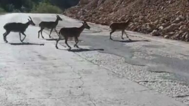 gumushanede vasak ve dag kecileri yollara indi CFkOdxag