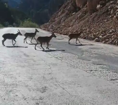 gumushanede vasak ve dag kecileri yollara indi CFkOdxag