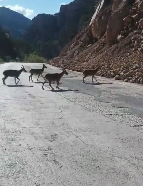 gumushanede vasak ve dag kecileri yollara indi