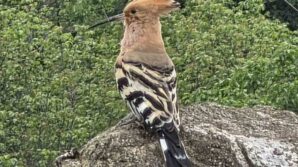 hanonude ibibik kusu goruldu vl3bAC4P