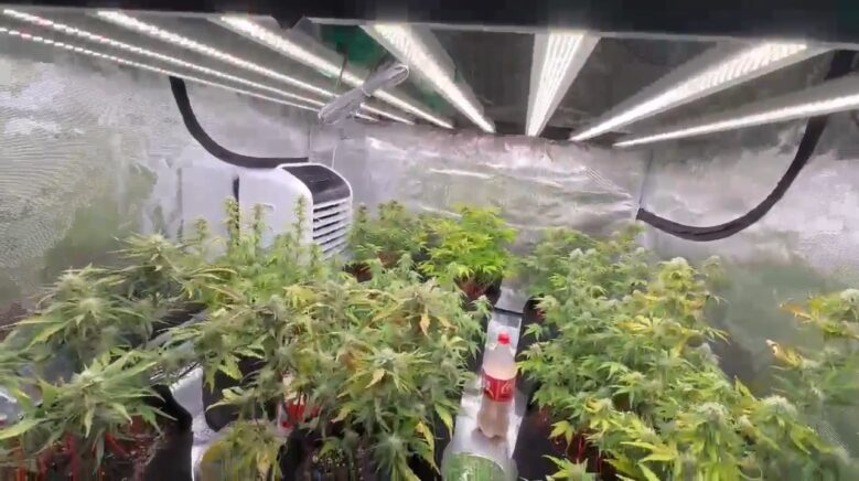 iklimlendirme sistemi ile evini kenevir tarlasina cevirdi uSO4lkdS