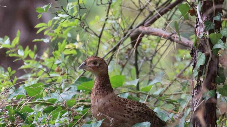 kahverengi kokarcaya karsi sulun 5WSE2Wqd