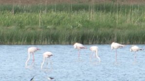 kamis goleti gocmen kuslara ev sahipligi yapiyor 4hfknXzH