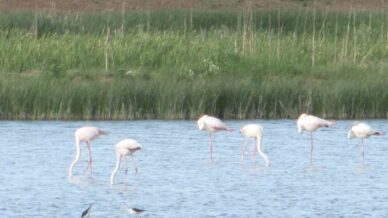 kamis goleti gocmen kuslara ev sahipligi yapiyor 4hfknXzH