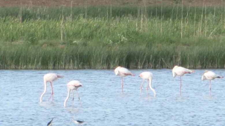 kamis goleti gocmen kuslara ev sahipligi yapiyor 4hfknXzH
