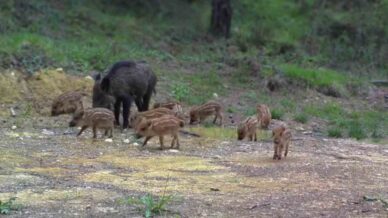 karabukte domuz ve 13 yavrusu fotokapanla goruntulendi bpxUdX72