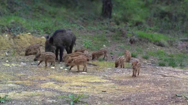karabukte domuz ve 13 yavrusu fotokapanla goruntulendi bpxUdX72