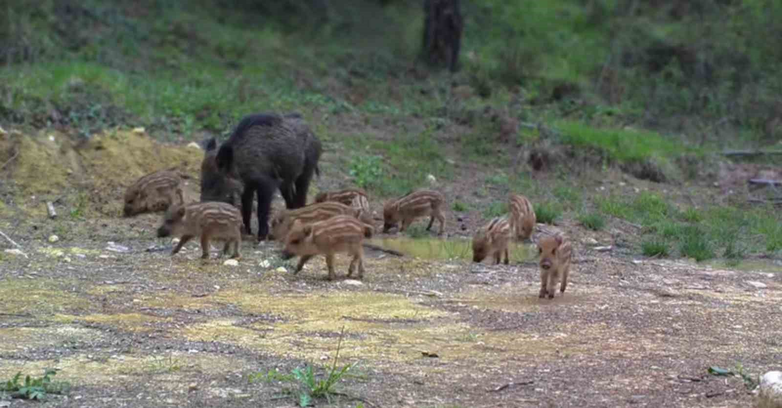 karabukte domuz ve 13 yavrusu fotokapanla goruntulendi