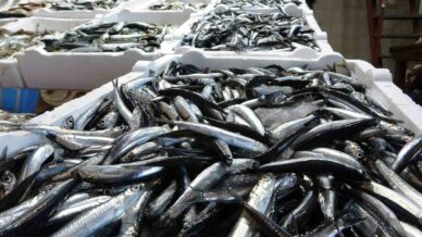 karadenizde balik stoklari azaliyor fbFnLz6X