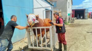kastamonudan istanbula kurbanlik hayvan sevkiyatina baslandi OKQYDArn