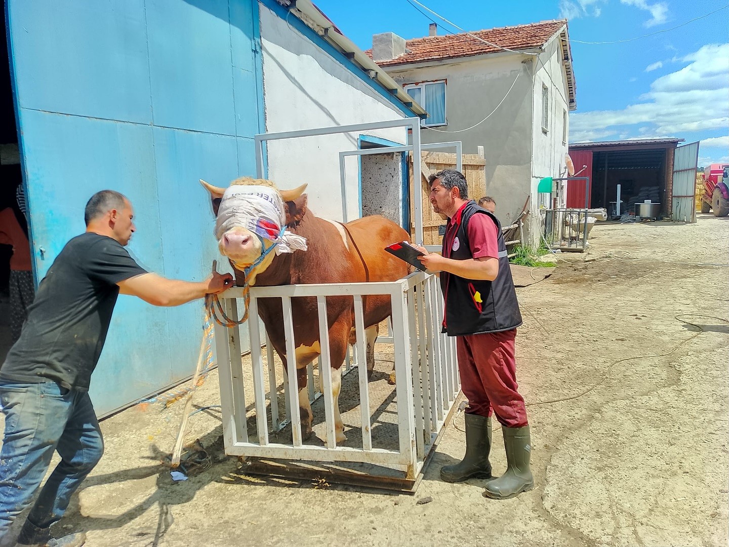 kastamonudan istanbula kurbanlik hayvan sevkiyatina baslandi OKQYDArn