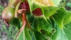 katil arilar ile dogaya salinan boceklerle mucadele ediliyor T27AN6bC