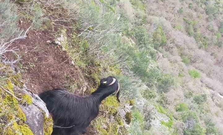 kayaliklarda mahsur kalan keciyi afad ekipleri kurtardi efAgZj9c
