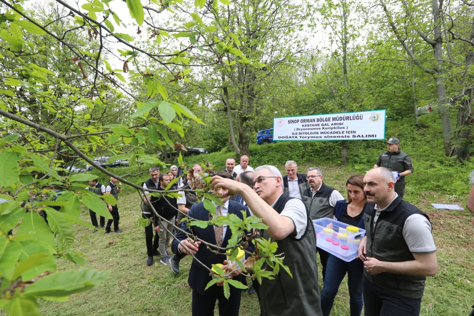 kestane gal arisina karsi doga dostu cozum avci bocek 4mn3ZLbk