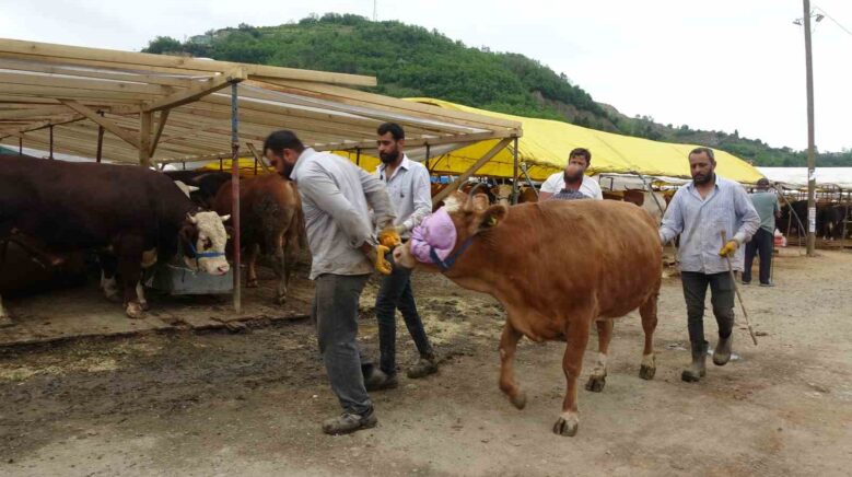 kol kiran pazarlik uOxHlBPz