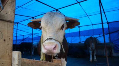 kurban pazari yuzleri guldurdu hayvanlarin cogunu sattik ZWfGw152