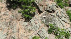 nadir rastlanilan beyaz dag kecisi kendisini artvinde gosterdi eVYfgmNg