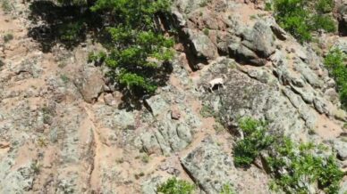 nadir rastlanilan beyaz dag kecisi kendisini artvinde gosterdi eVYfgmNg