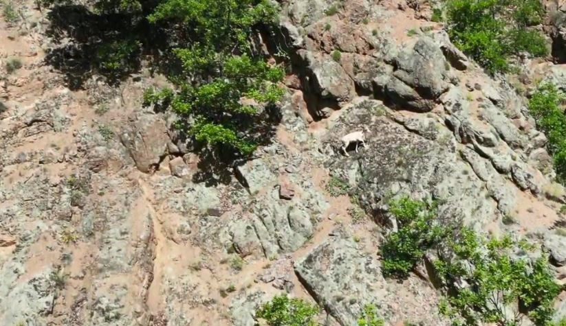 nadir rastlanilan beyaz dag kecisi kendisini artvinde gosterdi eVYfgmNg