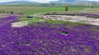 oluz hoyukte binlerce mor cicek acti Kq6R6fWk