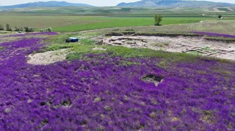 oluz hoyukte binlerce mor cicek acti Kq6R6fWk