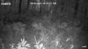 ormanda kaybolan yavru karaca annesine kavustu Q3WgsRxn