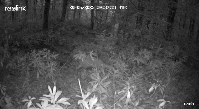 ormanda kaybolan yavru karaca annesine kavustu