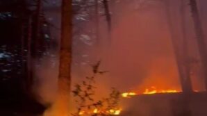 ormanlik alana dusen yildirim yangina neden oldu PywJX8YL