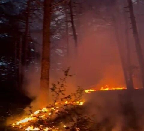 ormanlik alana dusen yildirim yangina neden oldu PywJX8YL