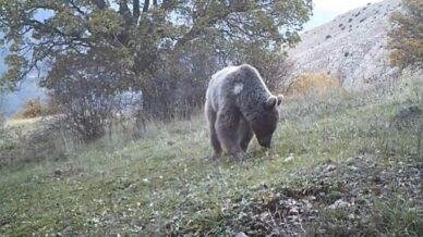 prof dr sagdan baskaya doguda ayi batida domuz populasyonu insan sagligini tehdit ediyor 2EnLRB7F