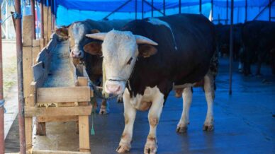 profesorden kurbanlik uyarisi hayvanin burnundan ve agizindan akinti gelmemesi en basta dikkat edilecek husus 1ZppgVuw