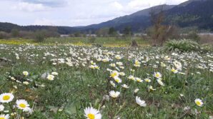 rengarenk cicekler goz kamastirdi OplecShh