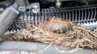 rizelinin dogaya saygisi ornek oldu JSJ23hIE