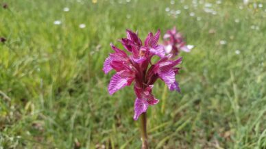 samsunda tabiat cicek acti IIys1kMX