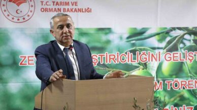 samsunda zeytin yetistiriciligi yeniden canlaniyor shwd1gV3