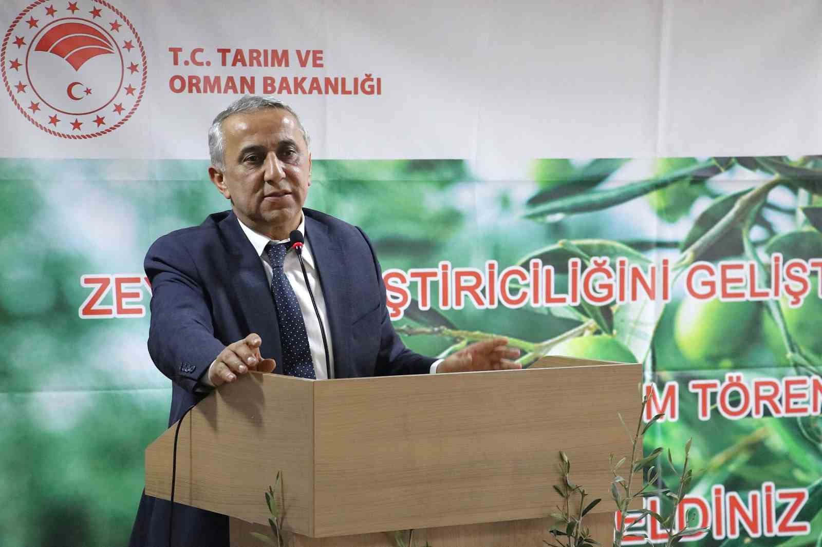 samsunda zeytin yetistiriciligi yeniden canlaniyor shwd1gV3