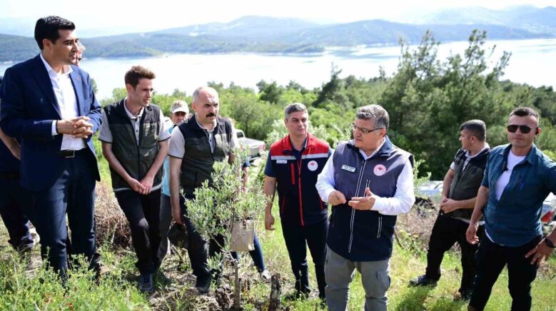 sinopta 80 bin yabani zeytin agaci asilanacak 3hInpXPb