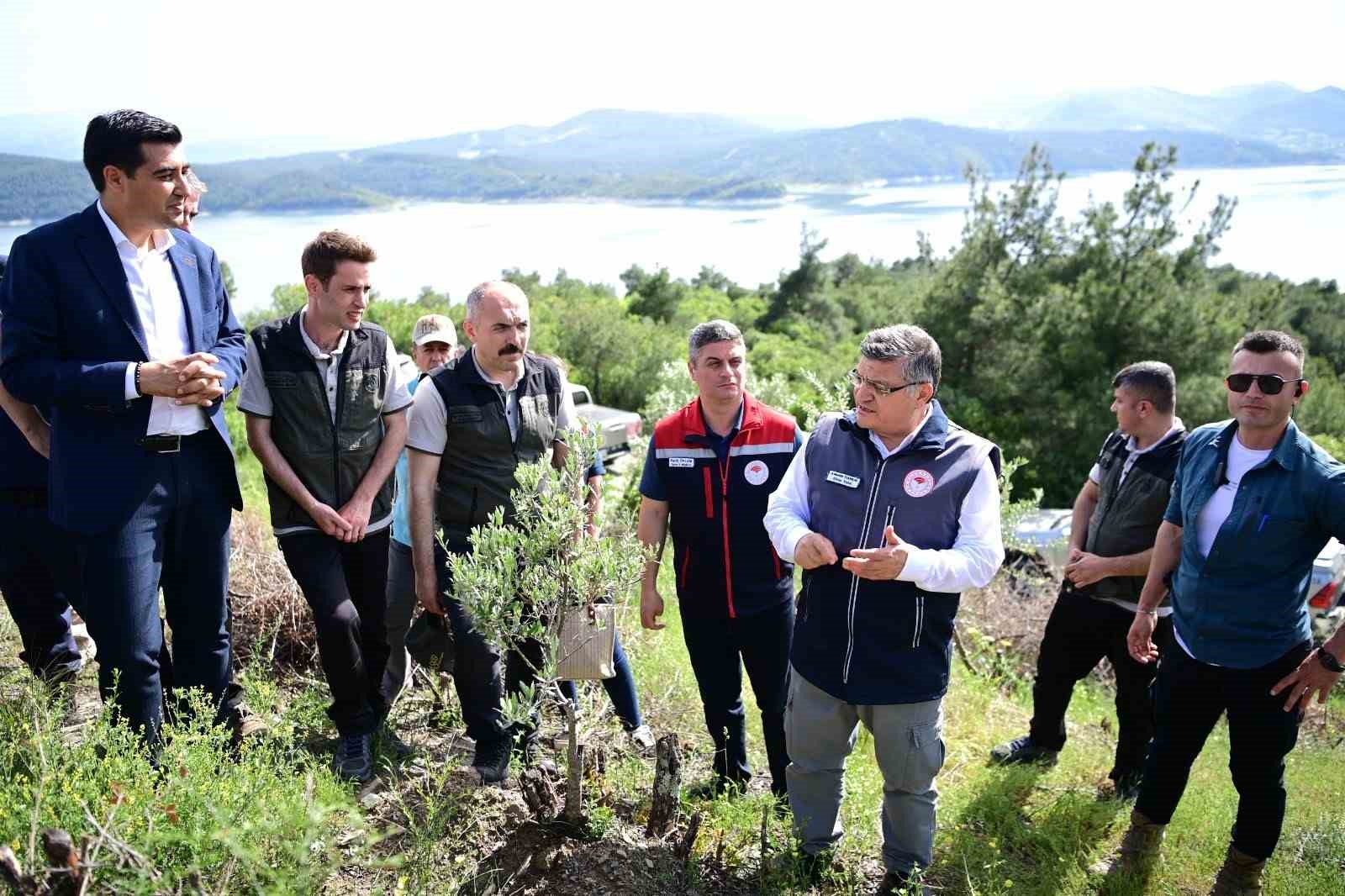 sinopta 80 bin yabani zeytin agaci asilanacak 3hInpXPb
